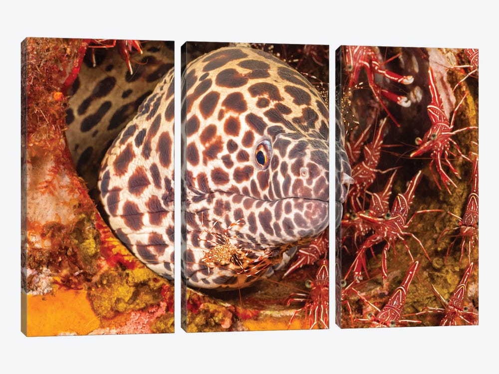 A Honeycomb Moray Eel, Gymnothorax Favageneus, Surrounded By Hinge-Beak Shrimp And A Cleaner Shrimp by David Fleetham 3-piece Canvas Print