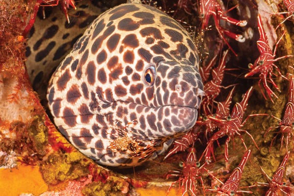 David Fleetham: A Honeycomb Moray Eel, Gymnothorax Favageneus, Surrounded By Hinge-Beak Shrimp And A Cleaner Shrimp by David Fleetham