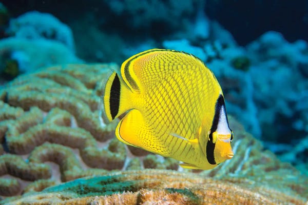 David Fleetham: A Latticed Butterflyfish, Chaetodon Rafflesi, Yap, Federated States Of Micronesia by David Fleetham