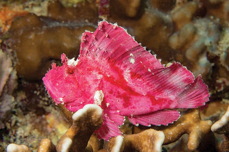 A Leaf Scorpionfish, Taenianotus Triacanthus, Yap, Micronesia by David Fleetham wall art