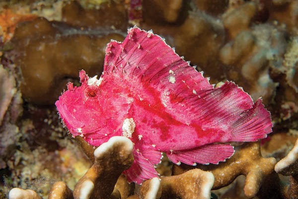 David Fleetham: A Leaf Scorpionfish, Taenianotus Triacanthus, Yap, Micronesia by David Fleetham