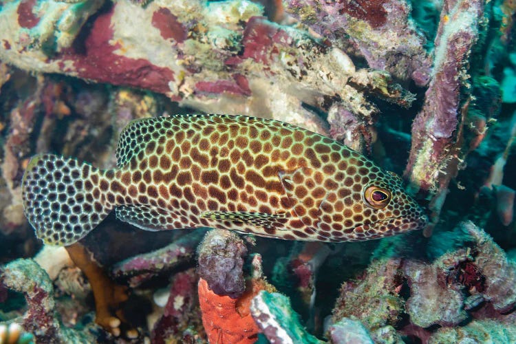 A Longfin Grouper, Epinephelus Quoyanus, Yap, Micronesia by David Fleetham wall art