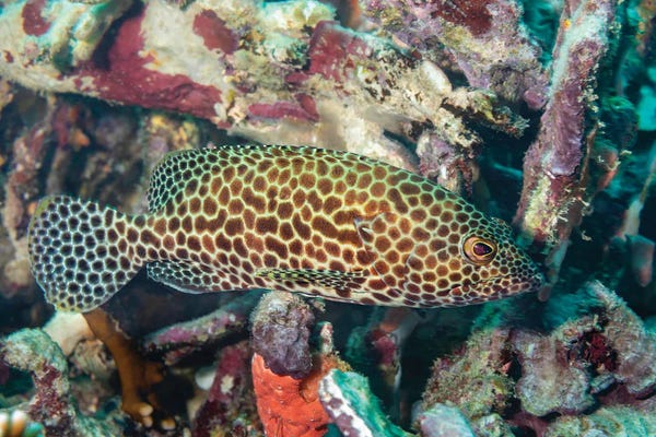 David Fleetham: A Longfin Grouper, Epinephelus Quoyanus, Yap, Micronesia by David Fleetham
