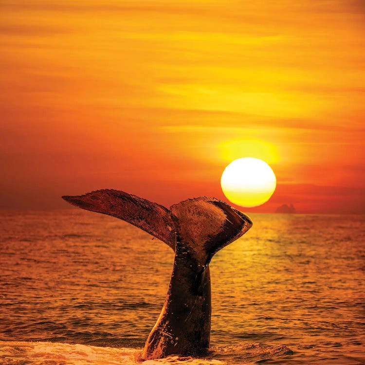 A Humpback Whale Lifts Its Tail In The Air At Sunset, Hawaii