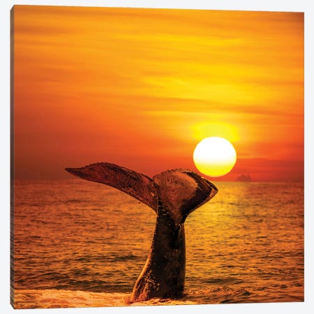 A Humpback Whale Lifts Its Tail In The Air At Sunset, Hawaii Canvas Print #DFH7} by David Fleetham Canvas Print