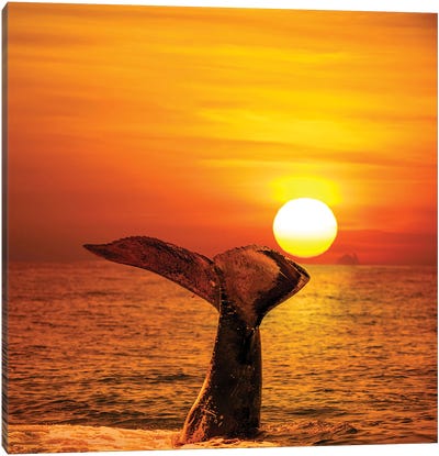 A Humpback Whale Lifts Its Tail In The Air At Sunset, Hawaii Canvas Art Print - Humpback Whale Art