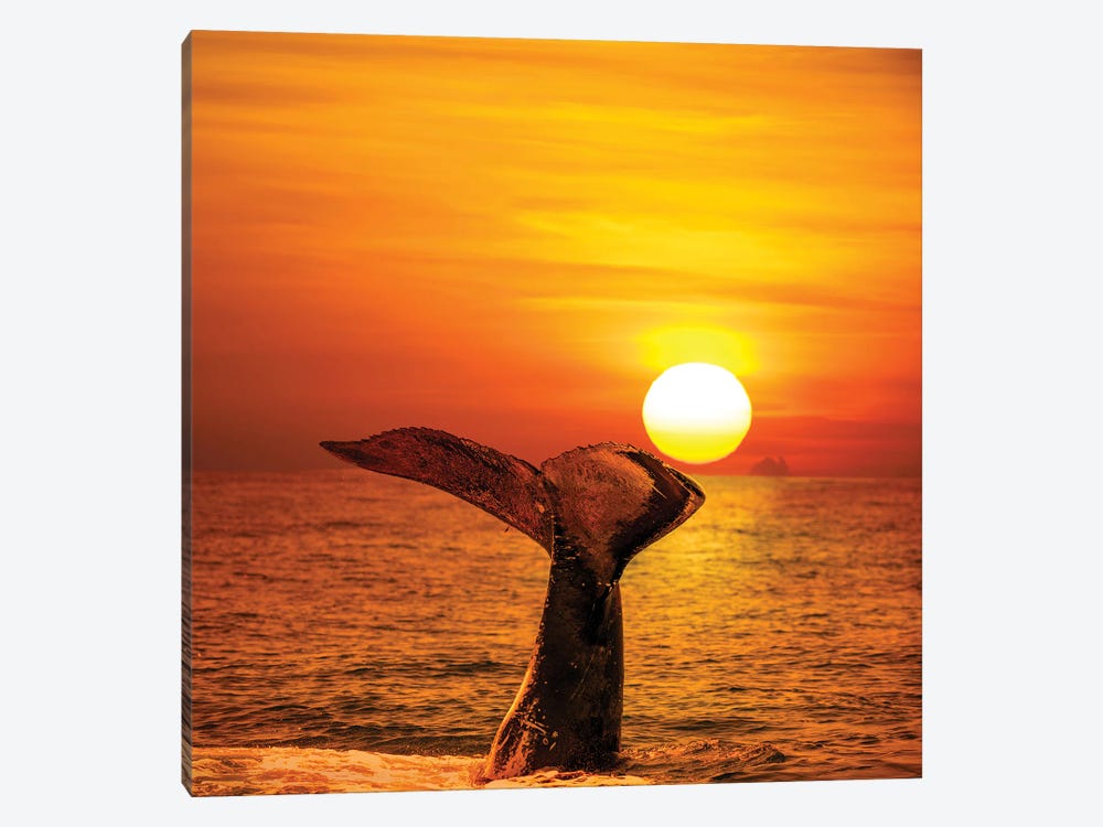 A Humpback Whale Lifts Its Tail In The Air At Sunset, Hawaii 1-piece Canvas Artwork