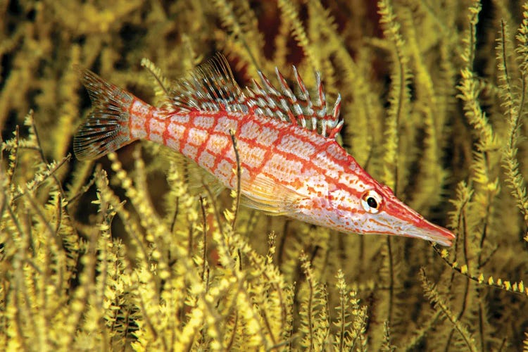 A Longnose Hawkfish, Oxycirrhites Typus, In Yellow Polyp Black Coral, Antipathes Galapagensis, Mexico