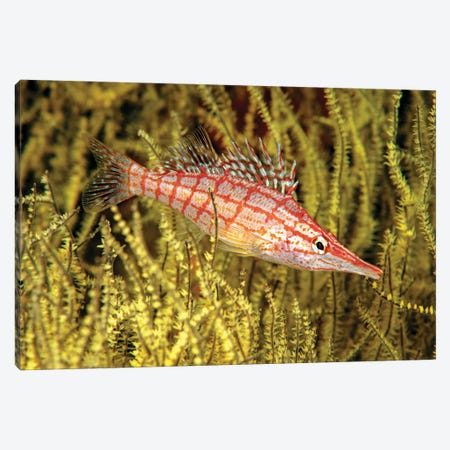 A Longnose Hawkfish, Oxycirrhites Typus, In Yellow Polyp Black Coral, Antipathes Galapagensis, Mexico Canvas Print #DFH80} by David Fleetham Canvas Art Print