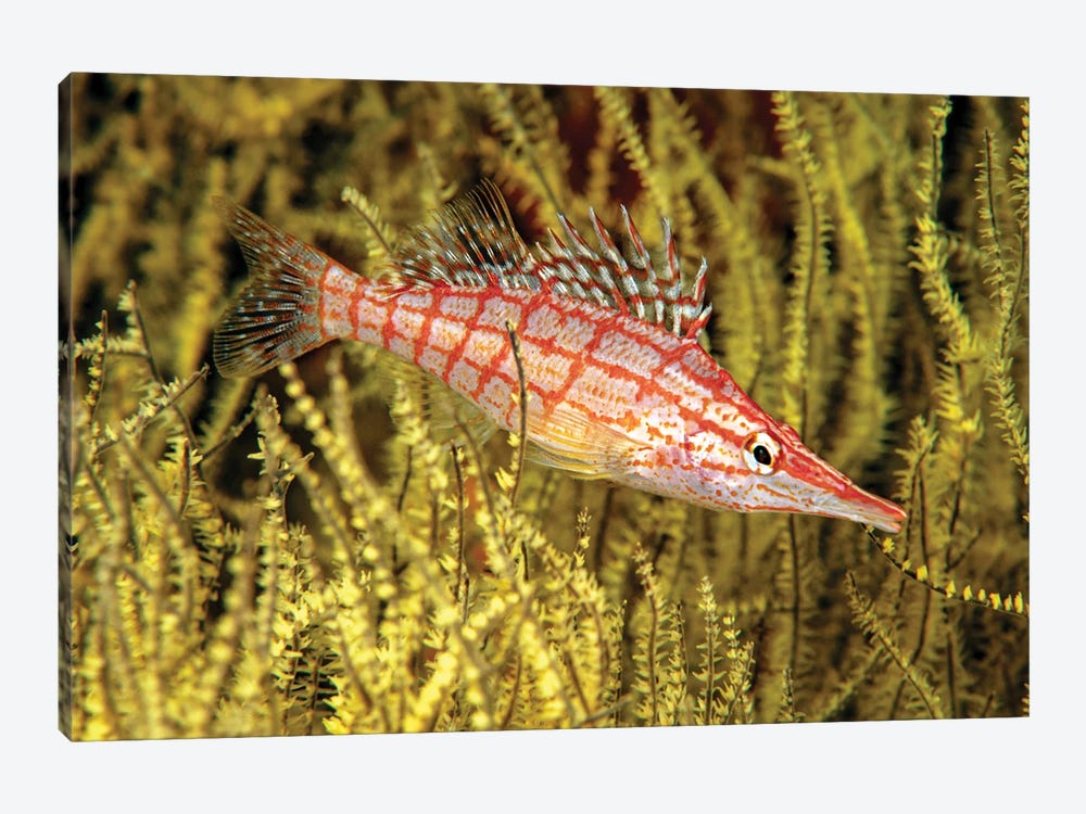 A Longnose Hawkfish, Oxycirrhites Typus, In Yellow Polyp Black Coral, Antipathes Galapagensis, Mexico by David Fleetham 1-piece Canvas Wall Art