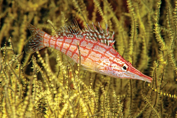 David Fleetham: A Longnose Hawkfish, Oxycirrhites Typus, In Yellow Polyp Black Coral, Antipathes Galapagensis, Mexico by David Fleetham