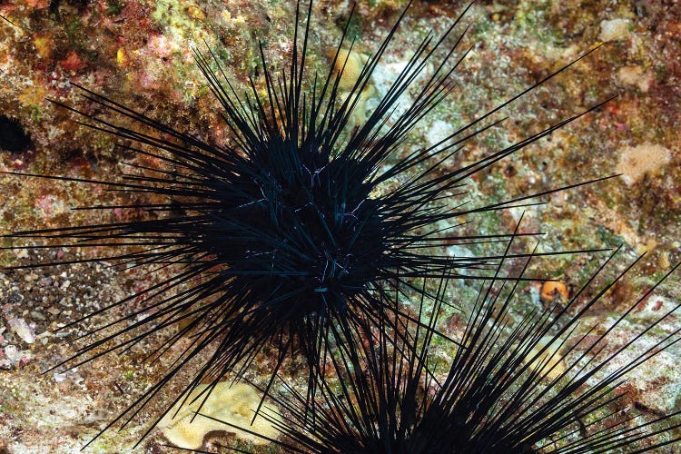 A Long-Spined Sea Urchin, Diadema Savignyi, With Electric Blue Lines, Hawaii