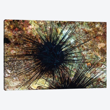 A Long-Spined Sea Urchin, Diadema Savignyi, With Electric Blue Lines, Hawaii Canvas Print #DFH81} by David Fleetham Art Print