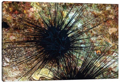 A Long-Spined Sea Urchin, Diadema Savignyi, With Electric Blue Lines, Hawaii Canvas Art Print - David Fleetham