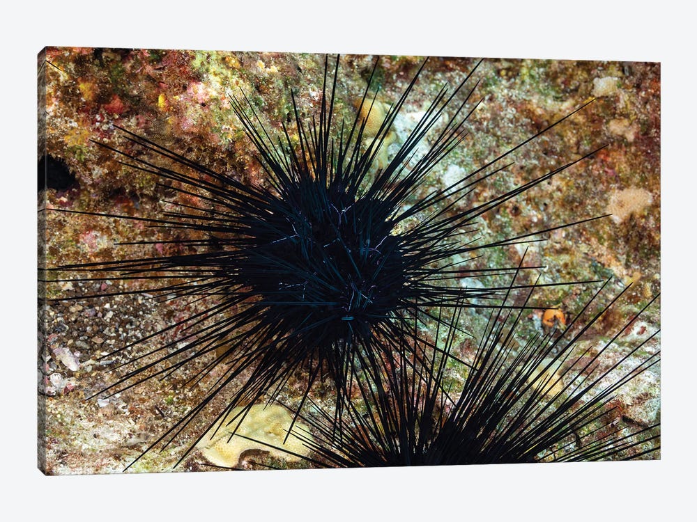 A Long-Spined Sea Urchin, Diadema Savignyi, With Electric Blue Lines, Hawaii by David Fleetham 1-piece Art Print