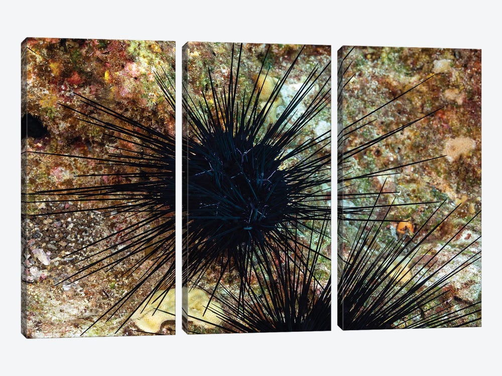 A Long-Spined Sea Urchin, Diadema Savignyi, With Electric Blue Lines, Hawaii by David Fleetham 3-piece Art Print