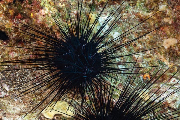 David Fleetham: A Long-Spined Sea Urchin, Diadema Savignyi, With Electric Blue Lines, Hawaii by David Fleetham