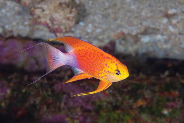 David Fleetham: A Male Fairy Anthias, Pseudanthias Hawaiiensis, Endemic To Hawaii by David Fleetham