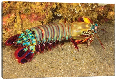A Mantis Shrimp, Odontodactylus Scyllarus, Cebu, Philippines Canvas Art Print - David Fleetham