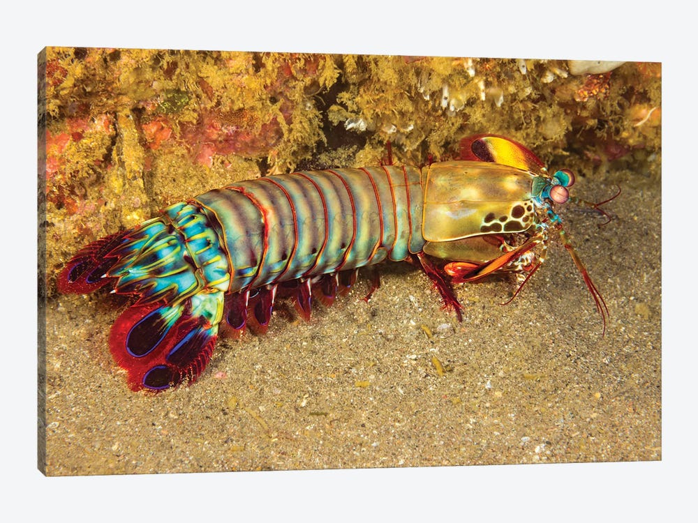 A Mantis Shrimp, Odontodactylus Scyllarus, Cebu, Philippines by David Fleetham 1-piece Canvas Print