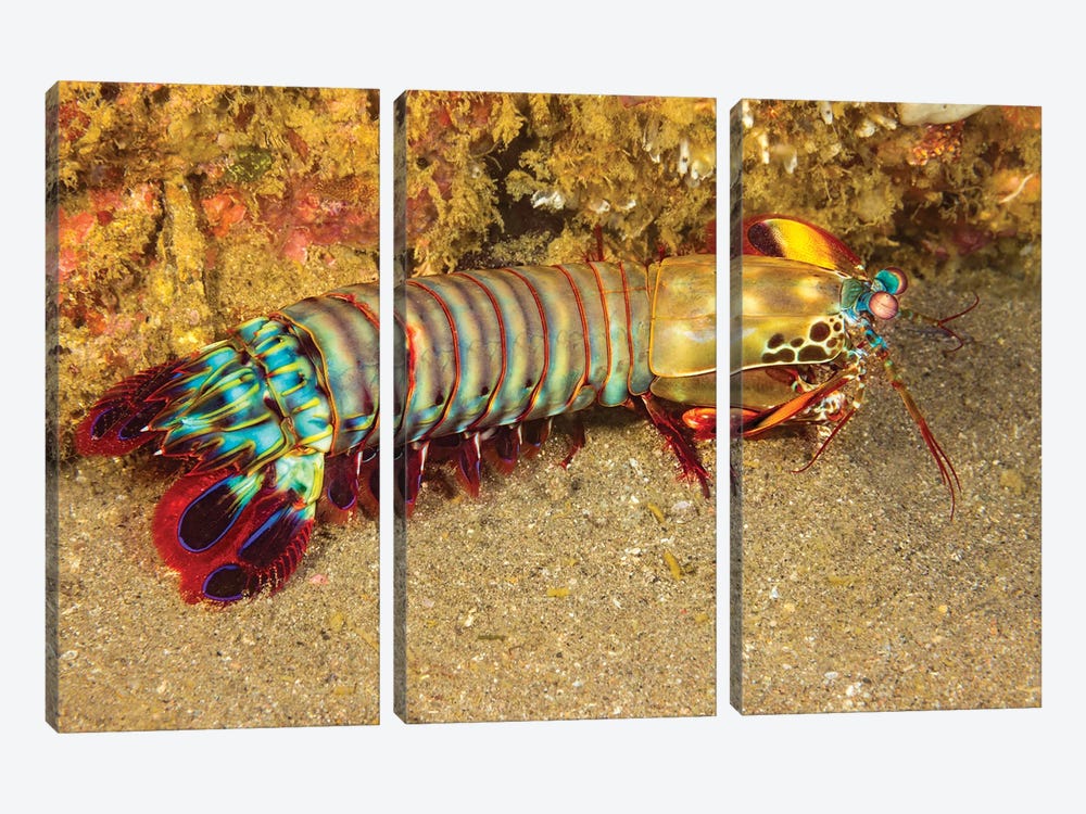 A Mantis Shrimp, Odontodactylus Scyllarus, Cebu, Philippines by David Fleetham 3-piece Canvas Print
