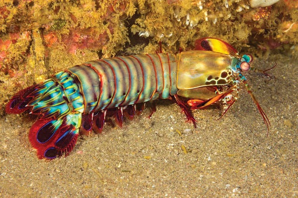 David Fleetham: A Mantis Shrimp, Odontodactylus Scyllarus, Cebu, Philippines by David Fleetham