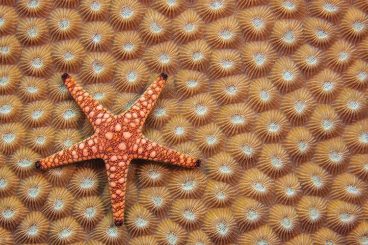 A Marble Starfish Or Elegant Starfish, Fromia Elegans, On Hard Coral, Fiji