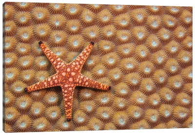 A Marble Starfish Or Elegant Starfish, Fromia Elegans, On Hard Coral, Fiji Canvas Art Print - David Fleetham