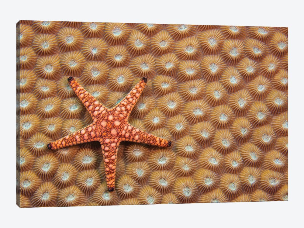 A Marble Starfish Or Elegant Starfish, Fromia Elegans, On Hard Coral, Fiji by David Fleetham 1-piece Canvas Wall Art