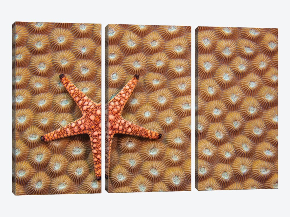 A Marble Starfish Or Elegant Starfish, Fromia Elegans, On Hard Coral, Fiji by David Fleetham 3-piece Canvas Wall Art
