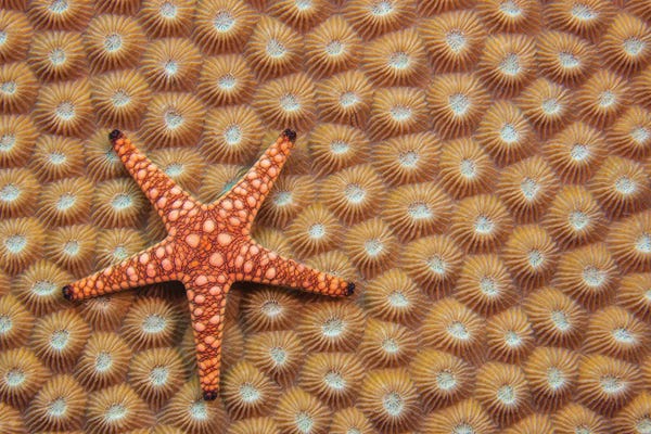 Fiji: A Marble Starfish Or Elegant Starfish, Fromia Elegans, On Hard Coral, Fiji by David Fleetham