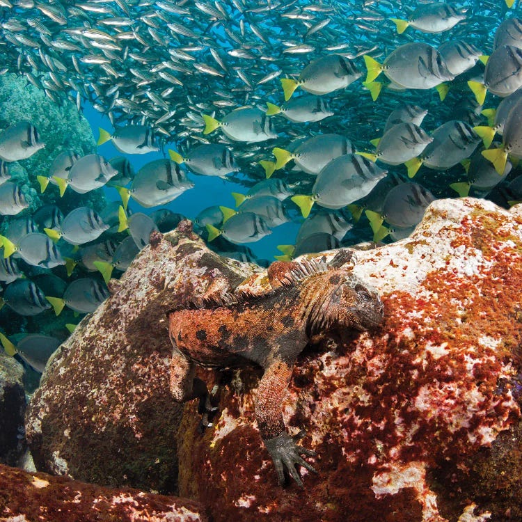 A Marine Iguana, Amblyrhynchus Cristatus, Feeding On Algae, With Schooling Fish In Background