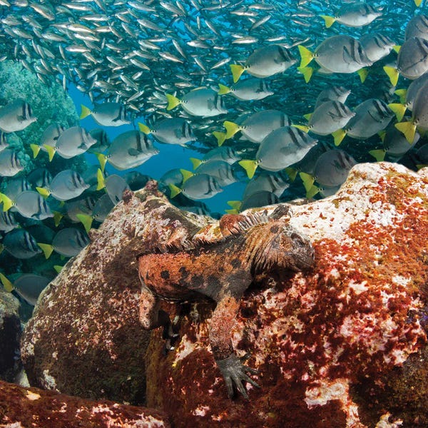 David Fleetham: A Marine Iguana, Amblyrhynchus Cristatus, Feeding On Algae, With Schooling Fish In Background by David Fleetham