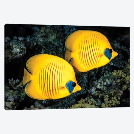 A Masked Butterflyfish, Chaetodon Semilarvatus, Also Known As The Blue-Cheeked Butterflyfish Canvas Print #DFH86} by David Fleetham Canvas Artwork