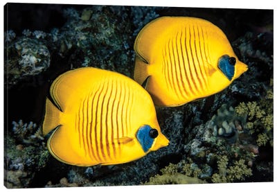 A Masked Butterflyfish, Chaetodon Semilarvatus, Also Known As The Blue-Cheeked Butterflyfish Canvas Art Print - David Fleetham