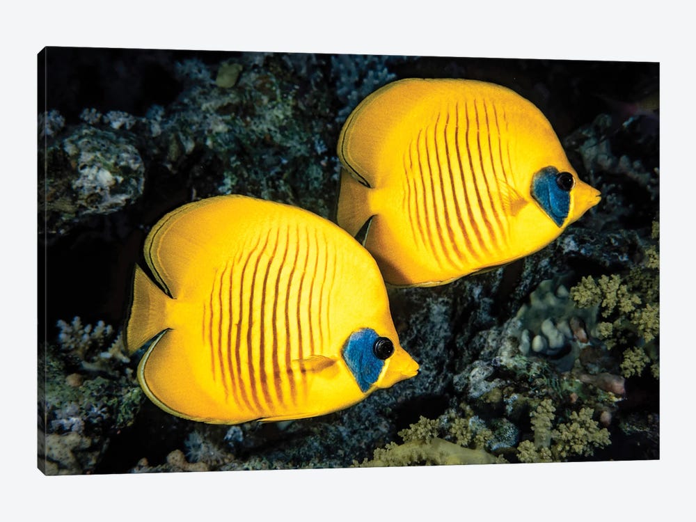 A Masked Butterflyfish, Chaetodon Semilarvatus, Also Known As The Blue-Cheeked Butterflyfish by David Fleetham 1-piece Canvas Artwork