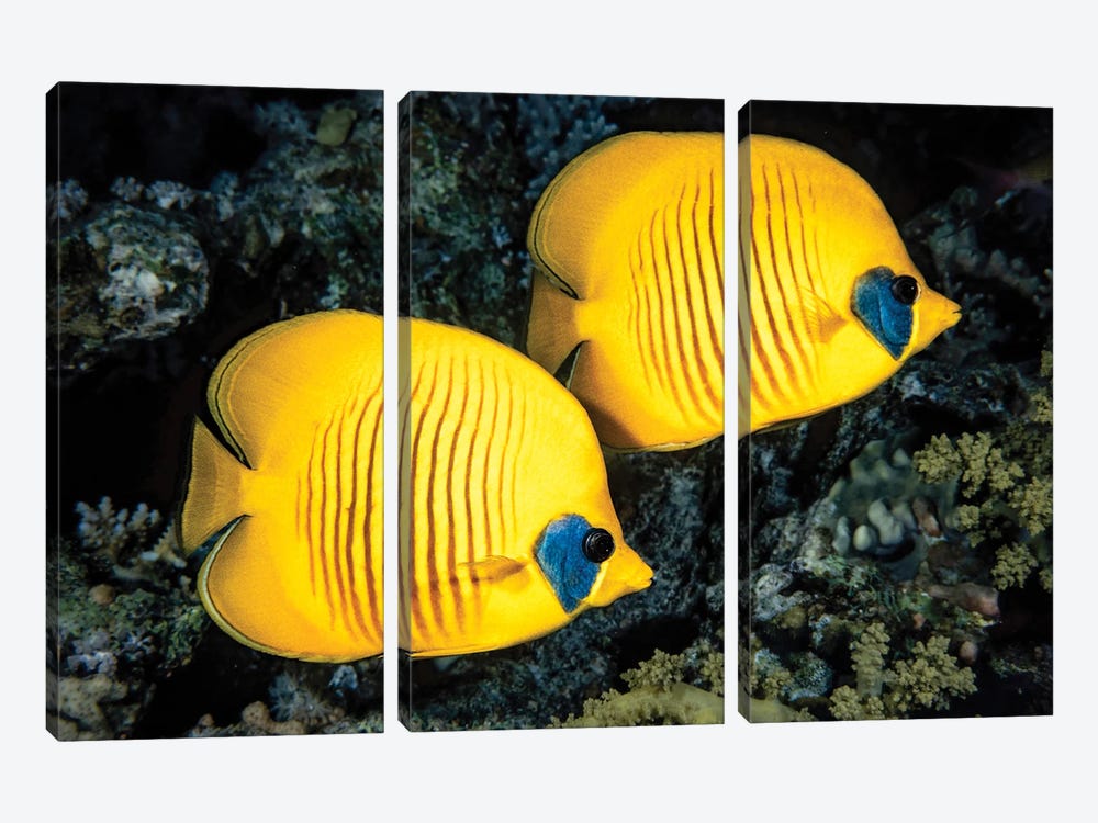 A Masked Butterflyfish, Chaetodon Semilarvatus, Also Known As The Blue-Cheeked Butterflyfish by David Fleetham 3-piece Canvas Art