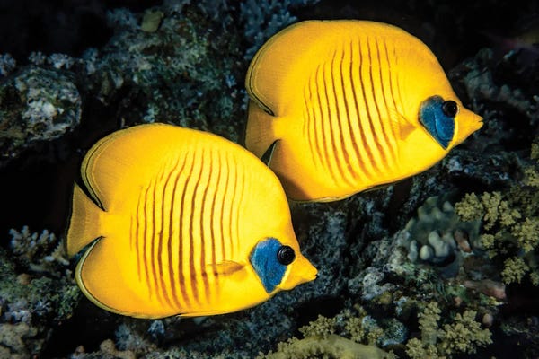 David Fleetham: A Masked Butterflyfish, Chaetodon Semilarvatus, Also Known As The Blue-Cheeked Butterflyfish by David Fleetham