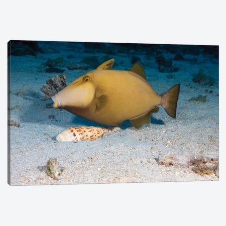 A Masked Triggerfish, Sufflamen Fraenatum, Extracting A Marlinspike Auger, Terebra Maculata, From The Sand Canvas Print #DFH87} by David Fleetham Canvas Artwork