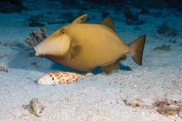 David Fleetham: A Masked Triggerfish, Sufflamen Fraenatum, Extracting A Marlinspike Auger, Terebra Maculata, From The Sand by David Fleetham