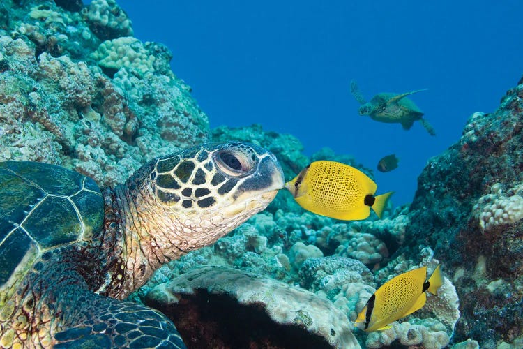 A Milletseed Butterflyfish, Chaetodon Miliaris, Kissing A Green Sea Turtle, Chelonia Mydas