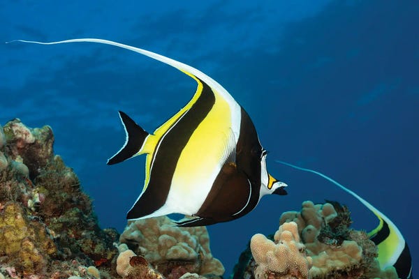David Fleetham: A Moorish Idol, Zanclus Cornutus, Above A Reef In Hawaii by David Fleetham