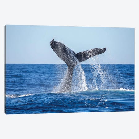 A Humpback Whale Tail Slapping The Surface Of The Pacific Off Hawaii Canvas Print #DFH8} by David Fleetham Canvas Artwork