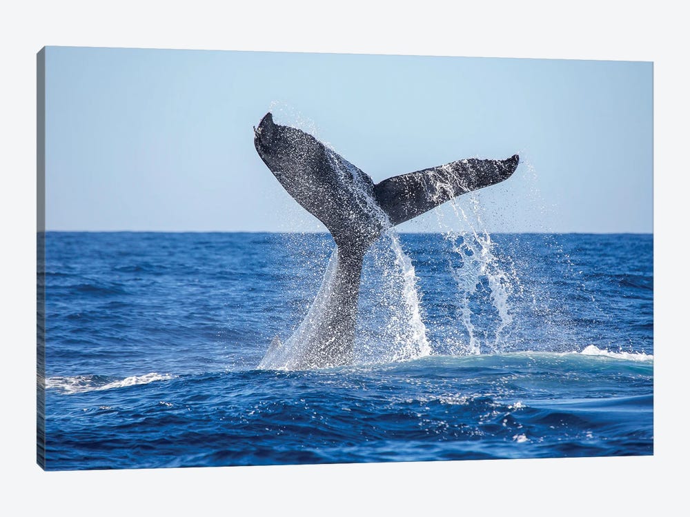 A Humpback Whale Tail Slapping The Surface Of The Pacific Off Hawaii by David Fleetham 1-piece Art Print