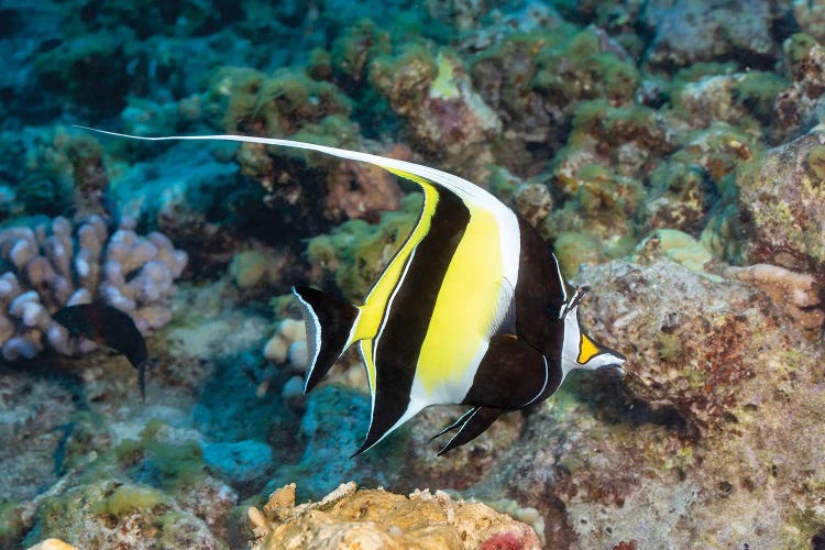 A Moorish Idol, Zanclus Cornutus, Swims Over A Hawaiian Reef