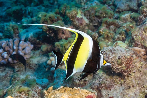 David Fleetham: A Moorish Idol, Zanclus Cornutus, Swims Over A Hawaiian Reef by David Fleetham