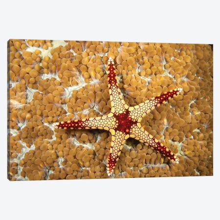 A Necklace Sea Star, Fromia Monilis, On Coral Polyps, Yap, Micronesia Canvas Print #DFH91} by David Fleetham Canvas Artwork