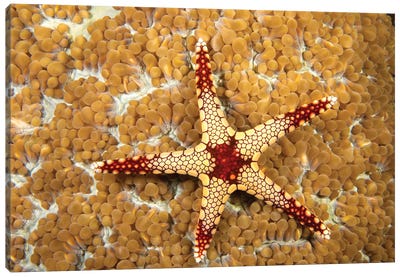 A Necklace Sea Star, Fromia Monilis, On Coral Polyps, Yap, Micronesia Canvas Art Print - David Fleetham