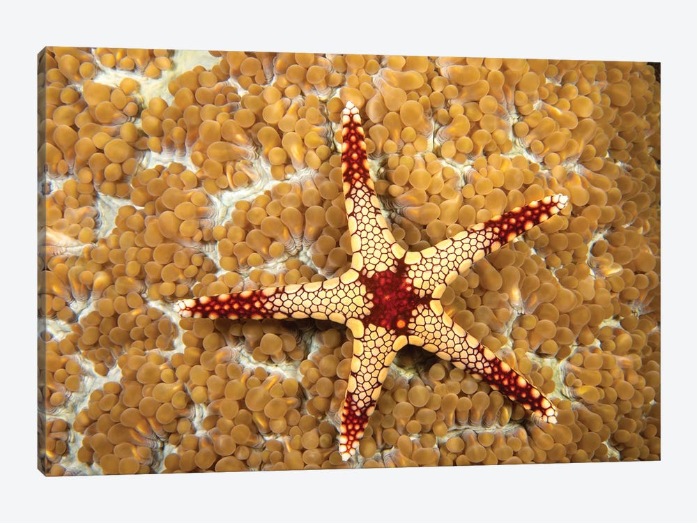 A Necklace Sea Star, Fromia Monilis, On Coral Polyps, Yap, Micronesia by David Fleetham 1-piece Canvas Artwork