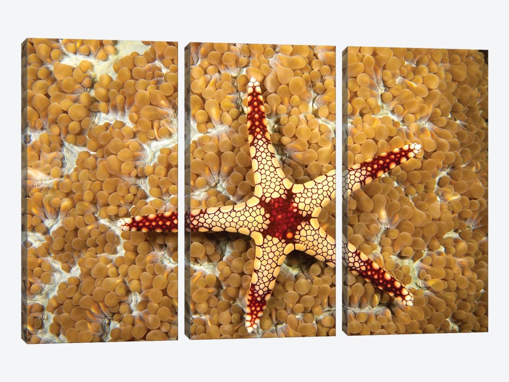A Necklace Sea Star, Fromia Monilis, On Coral Polyps, Yap, Micronesia by David Fleetham 3-piece Canvas Art